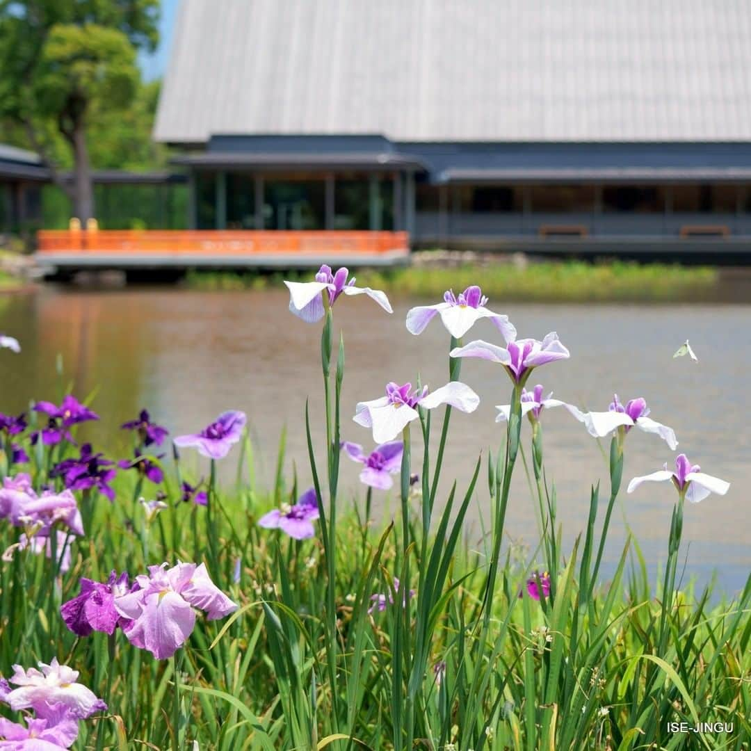 伊勢神宮さんのインスタグラム写真 - (伊勢神宮Instagram)「#伊勢神宮 #神宮 #神社 #心のふるさと #外宮 #まがたま池 #花菖蒲 #せんぐう館 #モンシロチョウ #ISEJINGU #JINGU #SOUL_of_JAPAN #japan #jinja #shinto #geku #magatamaike_pond #iris #sengukan_museums #cabbagebutterfly」6月13日 11時00分 - isejingu.official