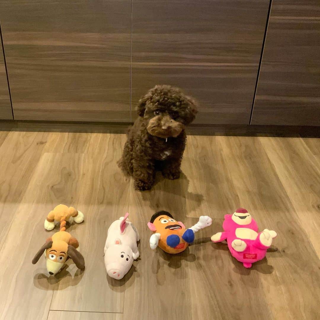 網野友雄のインスタグラム：「SUNNY'S  COLLECTION #toypoodle  #toystory」