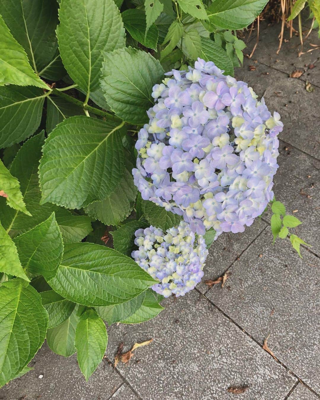橋本乃依さんのインスタグラム写真 - (橋本乃依Instagram)「・ 雨ですね〜☔️ 最近紫陽花にはまっております。 綺麗☺︎☺︎ ・ ・ YouTubeのインタビュー見てくれたかな〜🤤 ・  #flower #花 #紫陽花」6月13日 11時29分 - noihashimoto_official