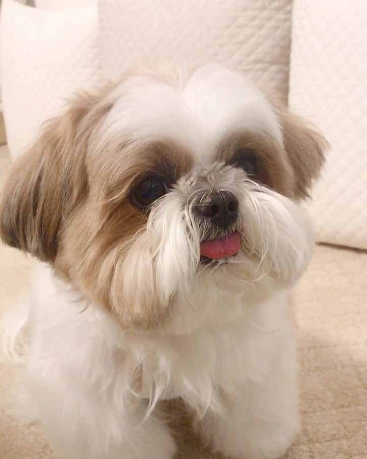 水嶋はちのインスタグラム：「“The steak was so tender!” “I love it!” 🐶😋😋😋 * * ランチの時間です🍽 ボクはおいしいとき、こんなお顔になります🐶😋😋😋 * * #はち #HACHI #シーズー大好き部」