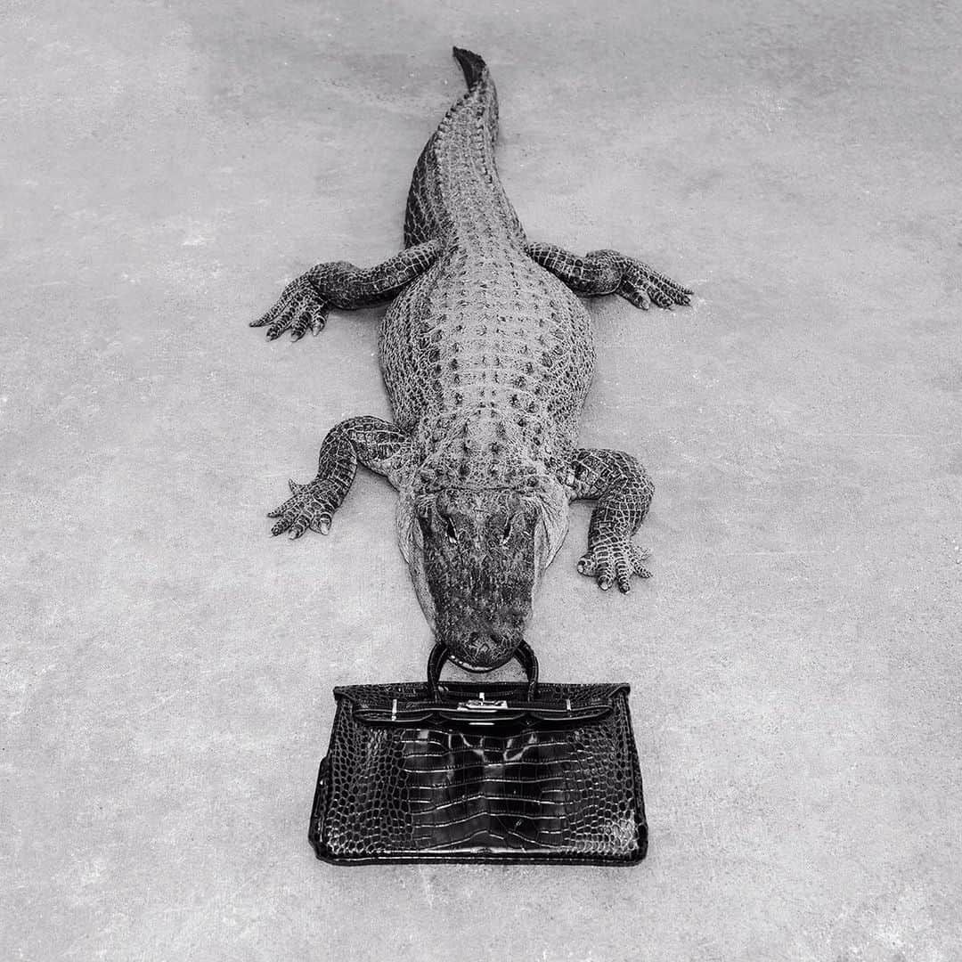 タイラー・シールズのインスタグラム：「An idea is only as good as the execution. Every time I show someone this image the first they say is “the gator is fake right?” The gator was as real as can be, the preparation and the execution of these type of images it what make them special, doing it for real is part of them fun, you will never have a great story in using a fake gator. This is a new release from the archives of the Indulgence series. I printed this as a silver gelatin as well if you swipe right you can see it. Would room would you hang this in?」