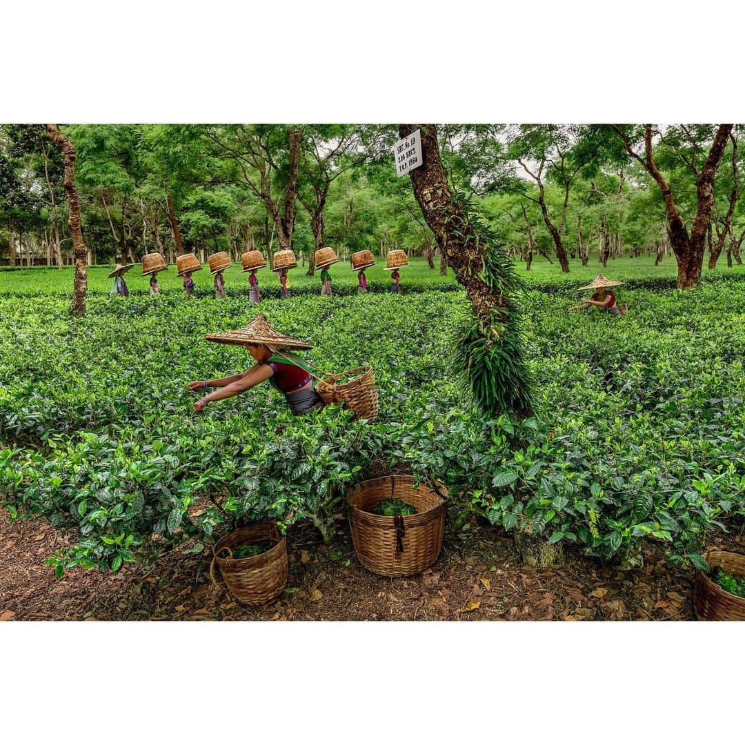 スティーブ・マカリーさんのインスタグラム写真 - (スティーブ・マカリーInstagram)「"You can never get a cup of tea large enough or a book long enough to suit me." - C.S. Lewis.  Female workers pick tea leaves, #Assam, #India, 2019.  #SteveMcCurry #SteveMcCurryIndia」6月13日 4時23分 - stevemccurryofficial