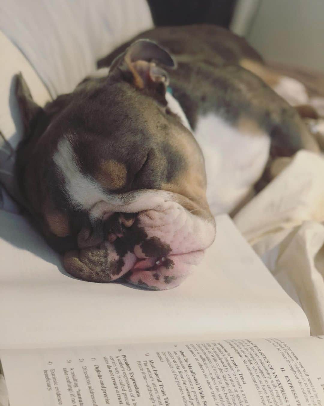 Bodhi & Butters & Bubbahのインスタグラム：「Guess I’m done working for the day 🤷🏼‍♀️ . . . . #sorrynotsorry #work #dog #mom #life #cute #bulldog #puppy #love #him #coworkers #be #like #not #today #it #is #friday #weekend #smile #be #happy #bestoftheday #dogsofinstagram」