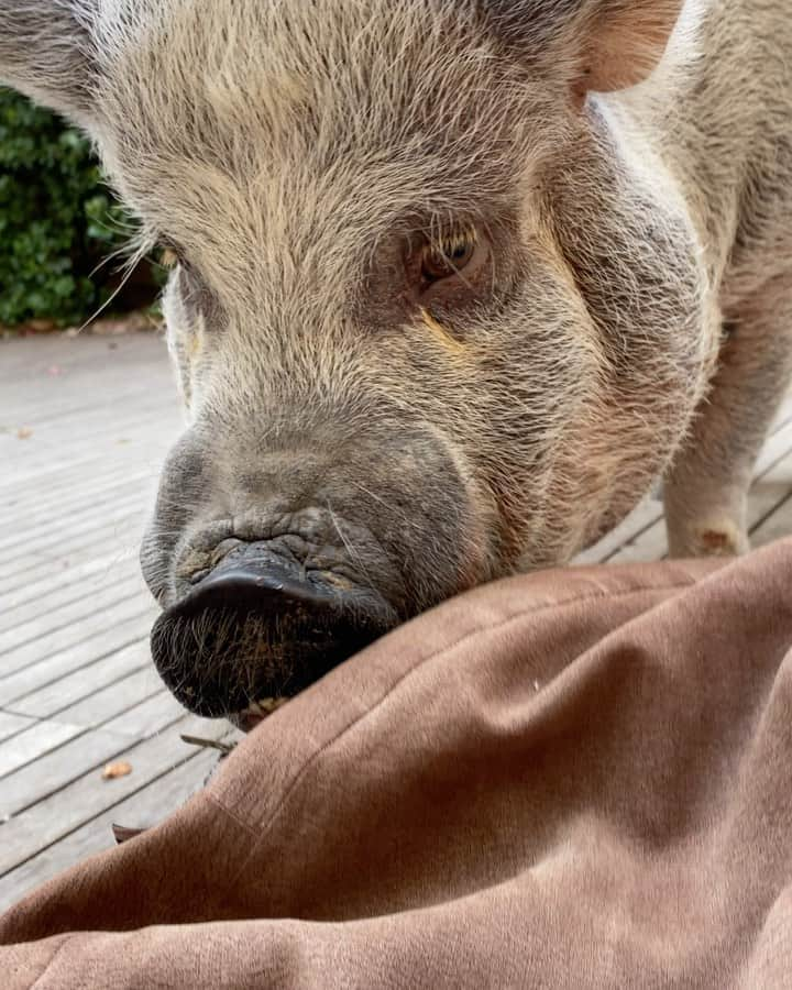 Jamonのインスタグラム：「Me and mom enjoying our Valentine’s Day here in Brazil.  #diadosnamorados #diadosnamorados2020  #jamonthepig #pig #pigsaspets #pigsofinstagram」