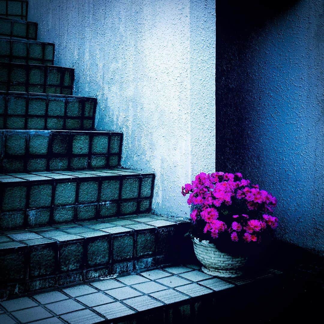 江田由紀浩のインスタグラム：「誰かん家の入り口。笑 #誰かん家 #階段 #花 #札幌市西区 #八軒 #散歩」