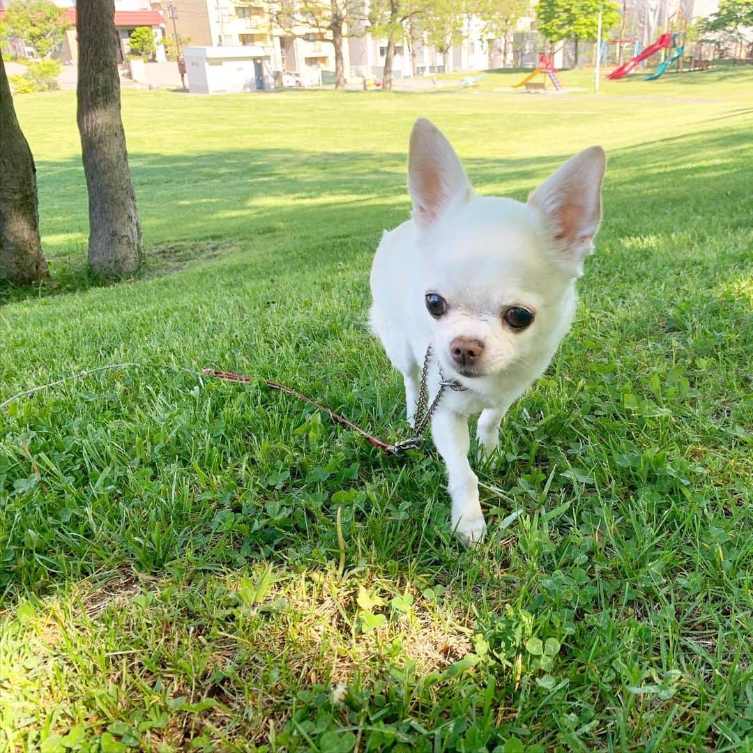 KORIKIのインスタグラム：「おはようございます♪ * #dogofsapporo #dog, #dogs, #dogstagram,#chihuahua,#犬バカ部,#チワワ,#koriki, #hanadog #白スムチ連合会, #スムチー,  #dogofthedayjp, #dogoftheday  #ilovemydog #instadog #instapet #WhiteChihuahua  #吉娃娃 #치와와  #dogsofinstagram #Chihuahualover  #ชิวาวา #チワワの輪 #barkbox #WhiteChihuahuaParty #もふもふモフモフ」