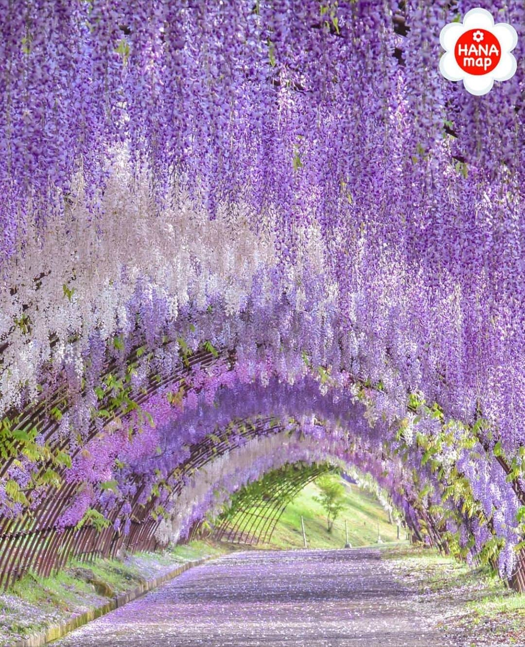 はなまっぷ❁日本の花風景さんのインスタグラム写真 - (はなまっぷ❁日本の花風景Instagram)「はなまっぷ🌸心に残る花風景 * @kkazu4848 さんの  心に残る花風景に花まるを💮 * 人々の心にも花が咲く日本の美しい花風景をありがとうございます😊🌸 * 福岡　#河内藤園 Kawachi Wisteria Garden, Fukuoka Pref. * 🌼フジの花言葉📝🌼 歓迎、陶酔 * ※〜6/30まで、春夏秋冬季節を問わず、みなさんの心に残る素敵な花風景をご紹介させていただいています。見頃や開園状況は各施設のHP等をご確認ください。 * 🌸•••🌸•••🌸•••🌸•••🌸•••🌸 * みなさんがこれまでに撮影された花風景の中から、 ✨1番✨心に残っているお写真に、 * #はなまっぷ #心に残る花風景 * の2つのタグを記載して、 ご参加いただけると嬉しいです。 既に投稿済みのものに追記も可。 （募集期間6月30日(火)まで） * たくさんのご参加お待ちしています😊 * #日本の美しい花風景#心に残る花風景#花#花言葉#風景#藤#フジ」6月13日 7時30分 - hanamap