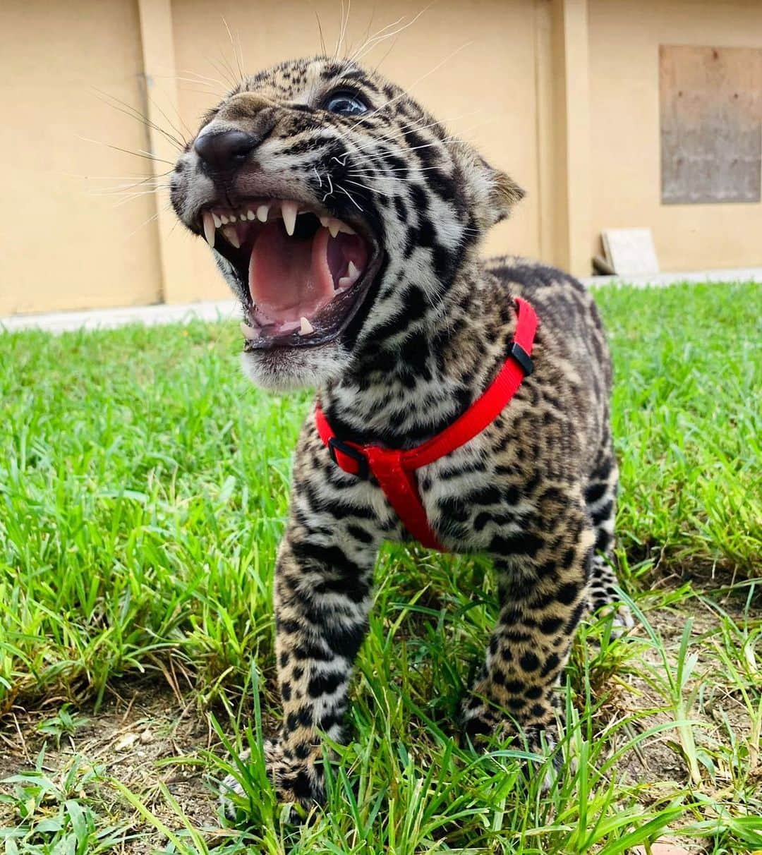 Zoological Wildlife Foundationさんのインスタグラム写真 - (Zoological Wildlife FoundationInstagram)「Solar showing off his precious little pearly whites!😍🦷 WE ARE OPEN! #teefies #pearlywhites #smiles」6月13日 7時31分 - zwfmiami