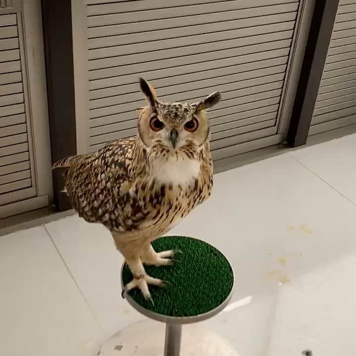 GEN3 Owlのインスタグラム：「ちょっと激し目の朝の挨拶😂 Garu's morning greeting is wild. #owl #owlgaru」