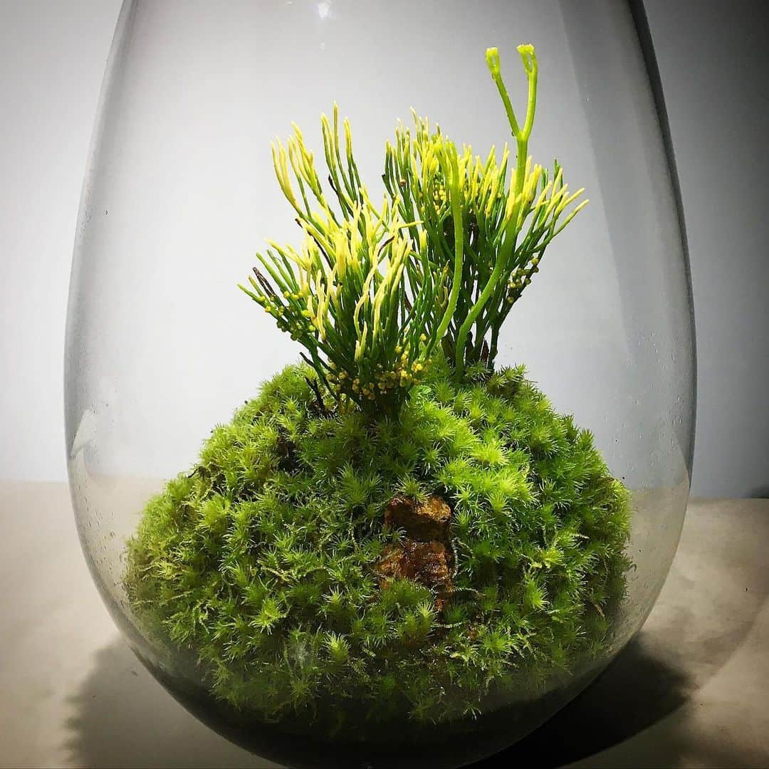 Mosslight-LEDさんのインスタグラム写真 - (Mosslight-LEDInstagram)「マツバラン(Psilotum nudum) マツバラン科シダ植物 #天下家植物界  #天下一植物界  #mosslight#モスライト##mossy#mossa#moss#terrarium #テラリウム#indoorgreen#plants#」6月13日 7時35分 - mosslight1955