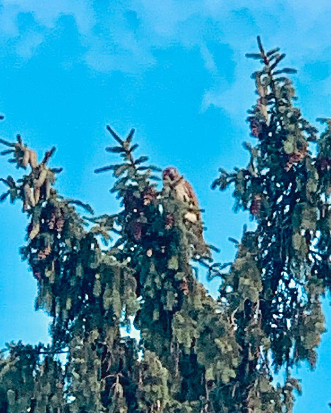 ロージー・オドネルさんのインスタグラム写真 - (ロージー・オドネルInstagram)「the squealer red tailed hawk in our backyard - he has many friends #nature」6月13日 8時37分 - rosie