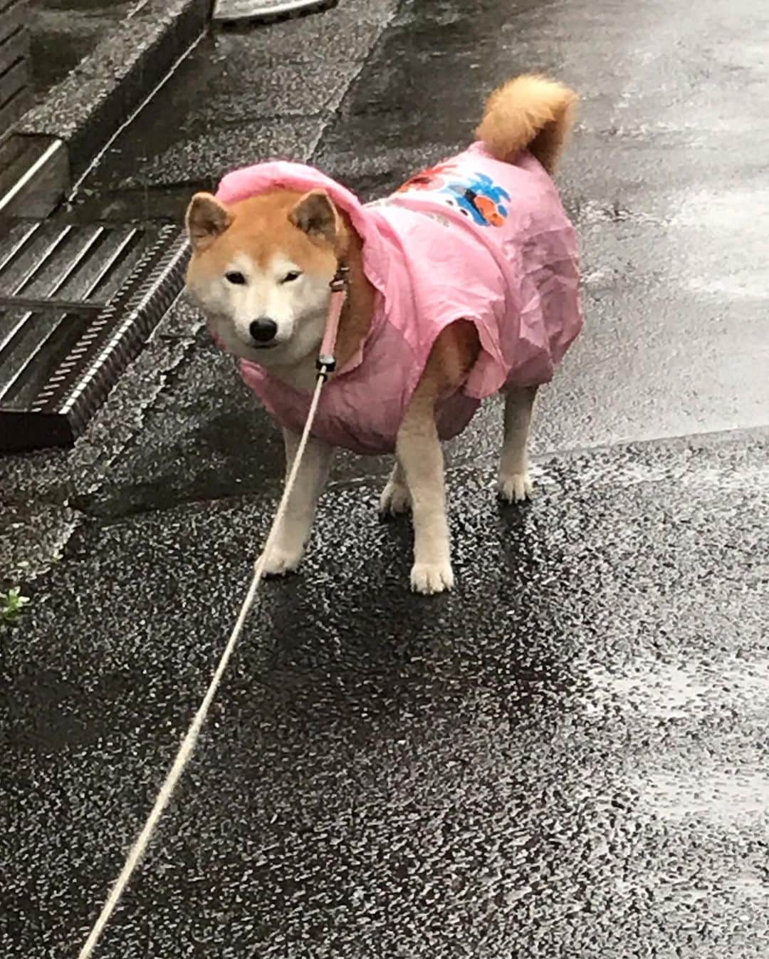 柴犬のモモさんのインスタグラム写真 - (柴犬のモモInstagram)「おはようございます。雨んぽでした。止む気配一切ないんですが、今日はお店にシャンプー行ってきます #いぬ #イヌ #犬 #柴犬 #赤柴 #日本犬 #犬バカ部 #ふわもこ部 #いぬら部 #癒しわんこ #柴犬マニア #犬のいる暮らし #口角キュキュッと部 #shiba #shibainu #shibadog #dogstagram #dogsofinstagram #shibastagram #shibasofinstagram #shibamania #inu #instadog #toyota_dog」6月13日 8時57分 - shi_ba_i_nu_momo