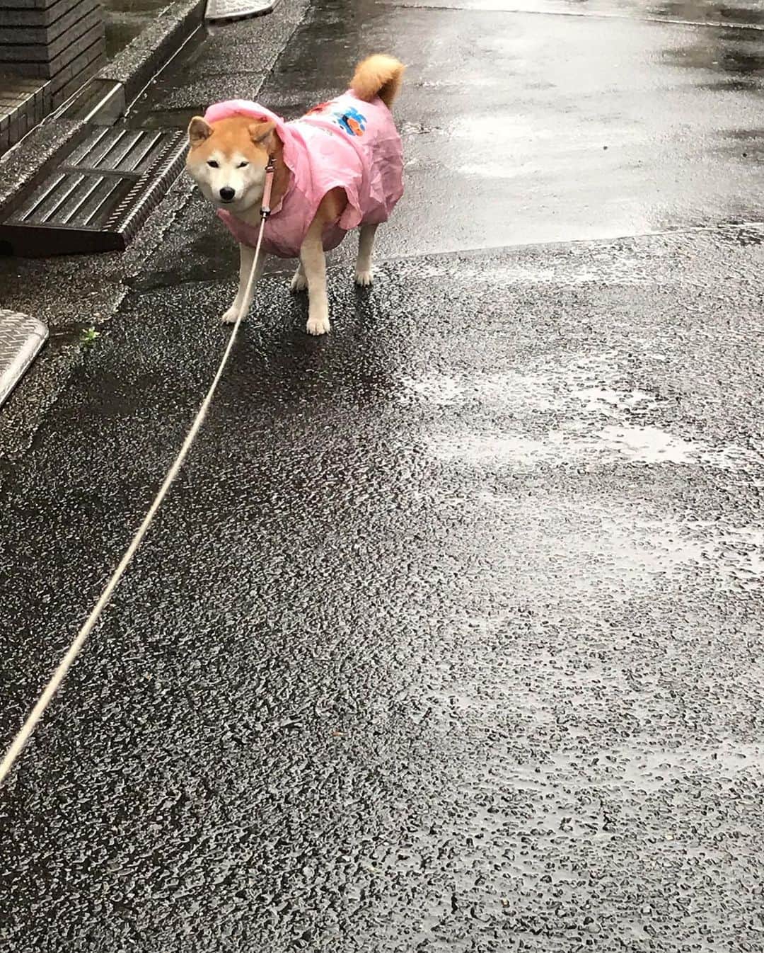 柴犬のモモさんのインスタグラム写真 - (柴犬のモモInstagram)「おはようございます。雨んぽでした。止む気配一切ないんですが、今日はお店にシャンプー行ってきます #いぬ #イヌ #犬 #柴犬 #赤柴 #日本犬 #犬バカ部 #ふわもこ部 #いぬら部 #癒しわんこ #柴犬マニア #犬のいる暮らし #口角キュキュッと部 #shiba #shibainu #shibadog #dogstagram #dogsofinstagram #shibastagram #shibasofinstagram #shibamania #inu #instadog #toyota_dog」6月13日 8時57分 - shi_ba_i_nu_momo
