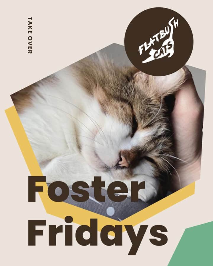 Cats of Instagramさんのインスタグラム写真 - (Cats of InstagramInstagram)「Today is #FosterFridays with @flatbushcats! Climb on over to our stories to hear what they’re up to right now. ⁣ •••⁣ Every Friday, one of our favorite organizations takes over our Instagram stories! Please visit + follow their social to learn more.」6月13日 9時15分 - cats_of_instagram