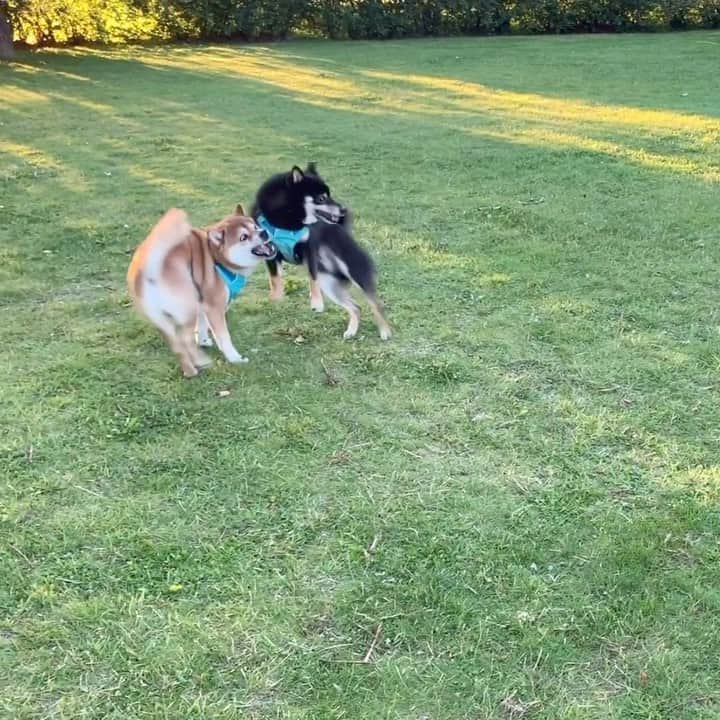 ?Fricko the Shiba Inu?のインスタグラム：「Keaton always attack me with his stupid butt 😤 🐾 🐾 🐾 🐾 #FrickoandKeaton #🐶 #☀️ #shiba #shibainu #dog #柴犬 #赤柴 #黒柴  #adorable #shibalovers #shibaholics  #dogoftheday  #weeklyfluff #aww #dogstagram  #dogscorner #puppiesofinstagram #shibapuppy」