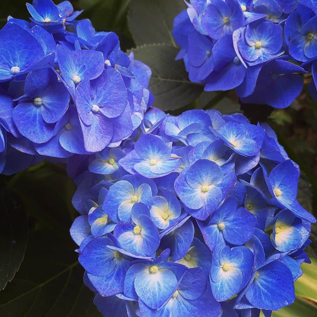 HELENAさんのインスタグラム写真 - (HELENAInstagram)「お庭の紫陽花が可愛い季節☔️💙」6月13日 9時40分 - helena.0618