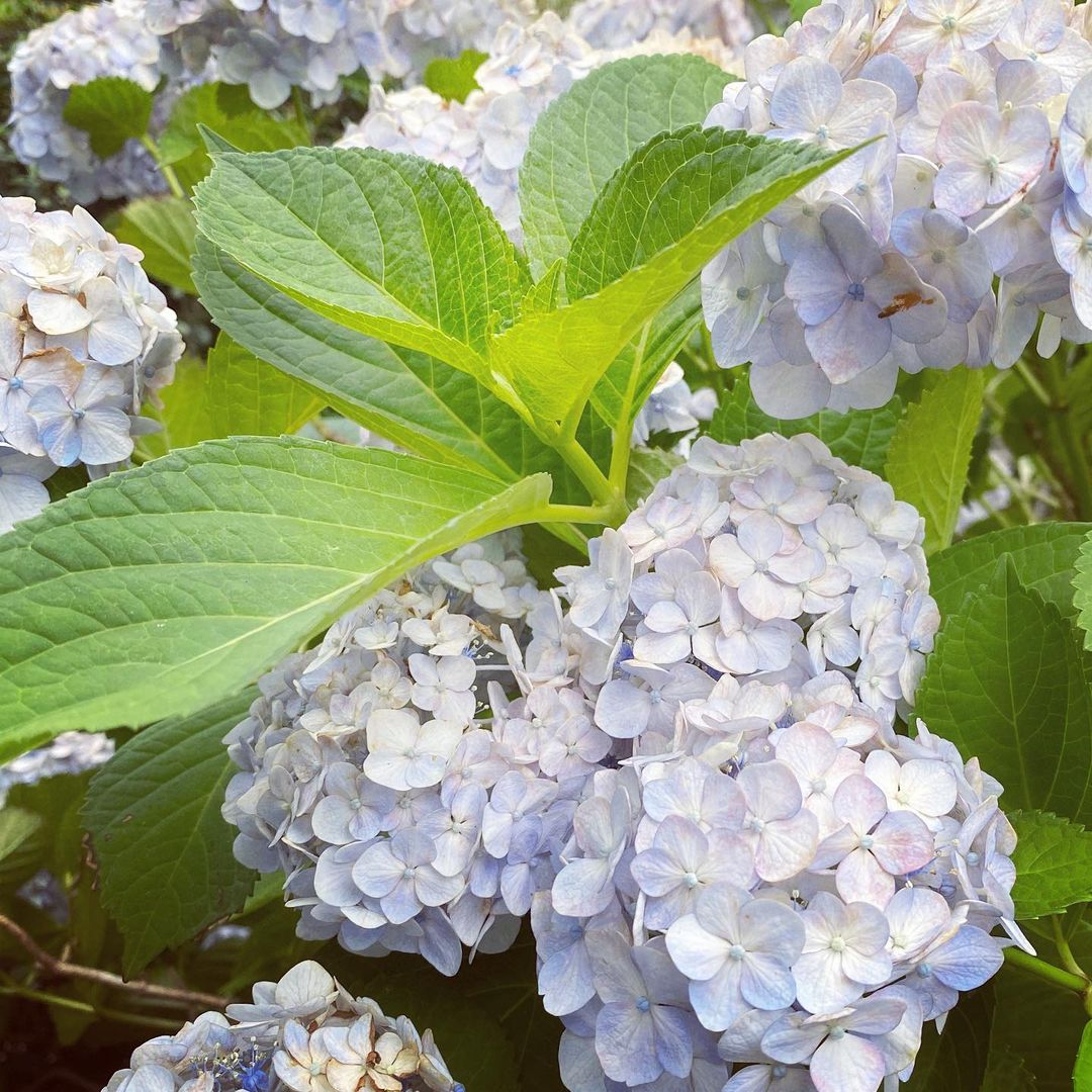 HELENAのインスタグラム：「お庭の紫陽花が可愛い季節☔️💙」