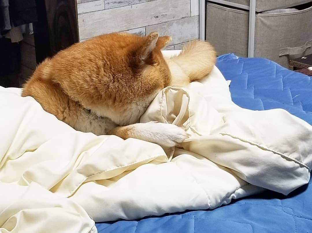 柴犬たま Shibainu Tamaのインスタグラム