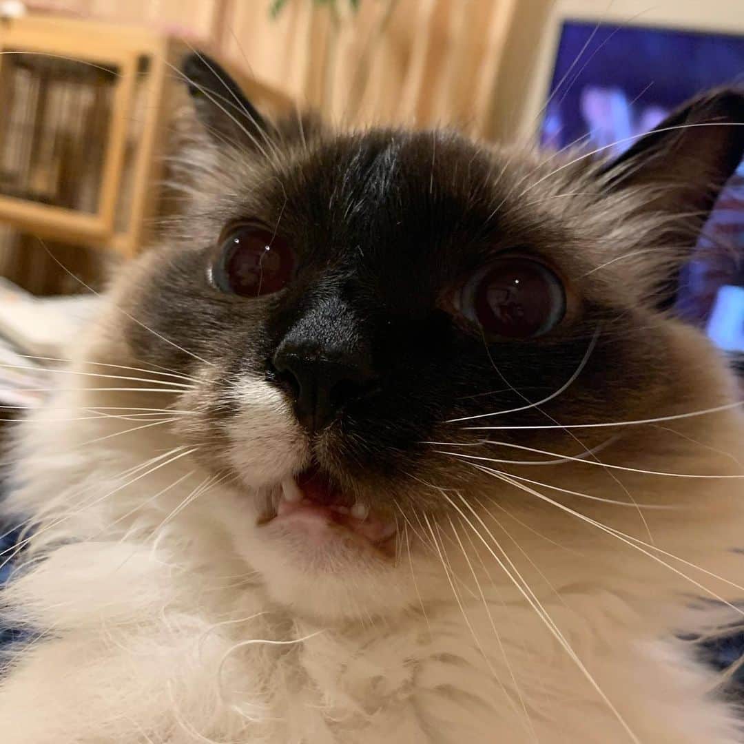 takegaeruのインスタグラム：「ダッコいやいやマン😡 #cat #猫 #ragdoll #ラグドール #ホワイトポッチーズ」