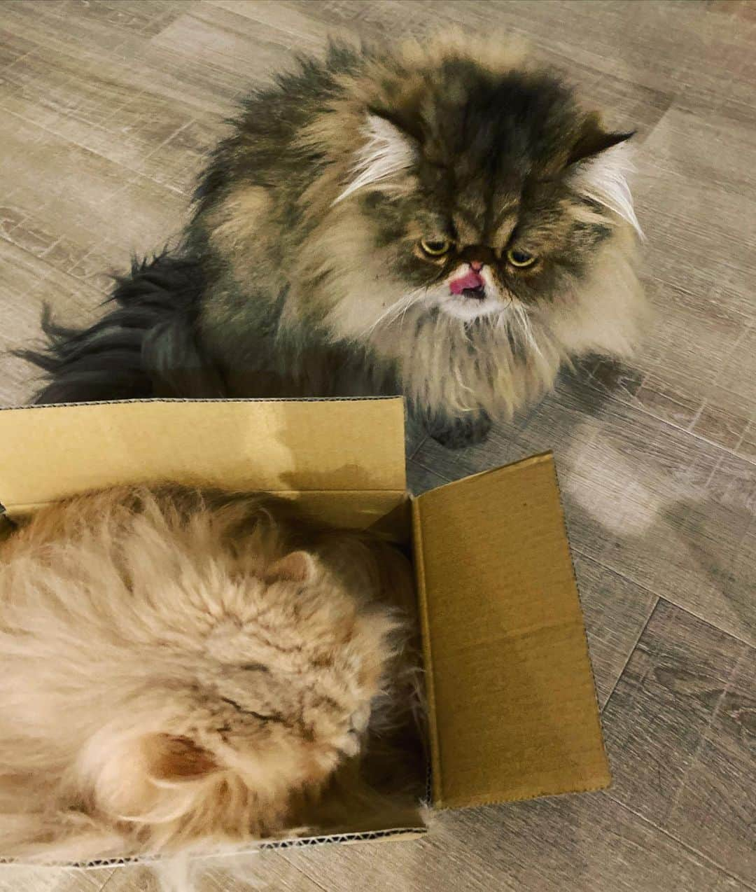 ミッシュさんのインスタグラム写真 - (ミッシュInstagram)「お兄ちゃん📦出てこない。。😾 ・ ・  #ミッシュ #小さな段ボール #かなり気に入ったご様子  #殆ど出てない  #mau も#困ってます  #出そうとしたら #噛みついた 💦 #え何 ⁉️ #箱入り息子　 #反抗期か #misch1207s  #鼻ぺちゃ#cat #ねこあつめ #にゃんすたぐらむ#猫と暮らす #エキゾチックロングヘア  #ねこ #ネコ #猫 #ねこ部 #にゃんだふるらいふ #catstagram #Exoticlonghair#catlover #catsofinstagram#cats_of_instagram」6月13日 19時44分 - misch1207s