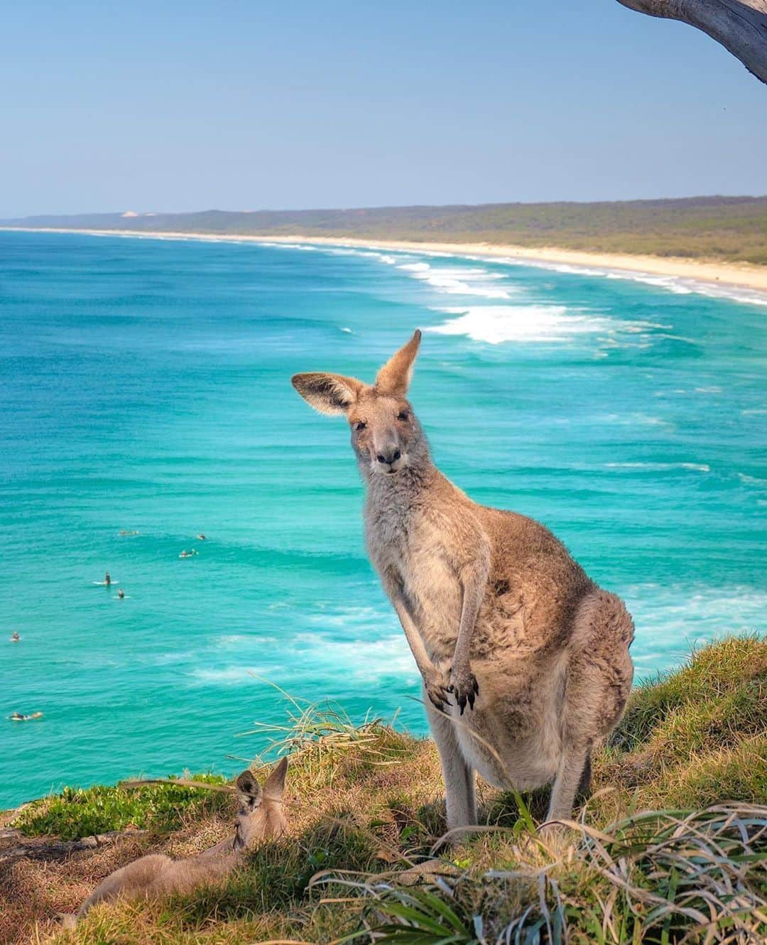 Australiaさんのインスタグラム写真 - (AustraliaInstagram)「“Pardon me for staring, it’s just been a while since we’ve had guests!” 😃 @northstraddieisland’s locals are delighted to be welcoming visitors back to their @queensland island home, as @_markfitz recently discovered. #NorthStradbroke is open for day trips, and it’s only a short ferry trip from @visitbrisbane. Tip: Get the gang together and hire @shakastours for an adventure-packed day of boating, wildlife spotting, guided walks and burgers on the beach. #seeaustralia #thisisqueensland #straddieis #visitbrisbane」6月13日 20時00分 - australia