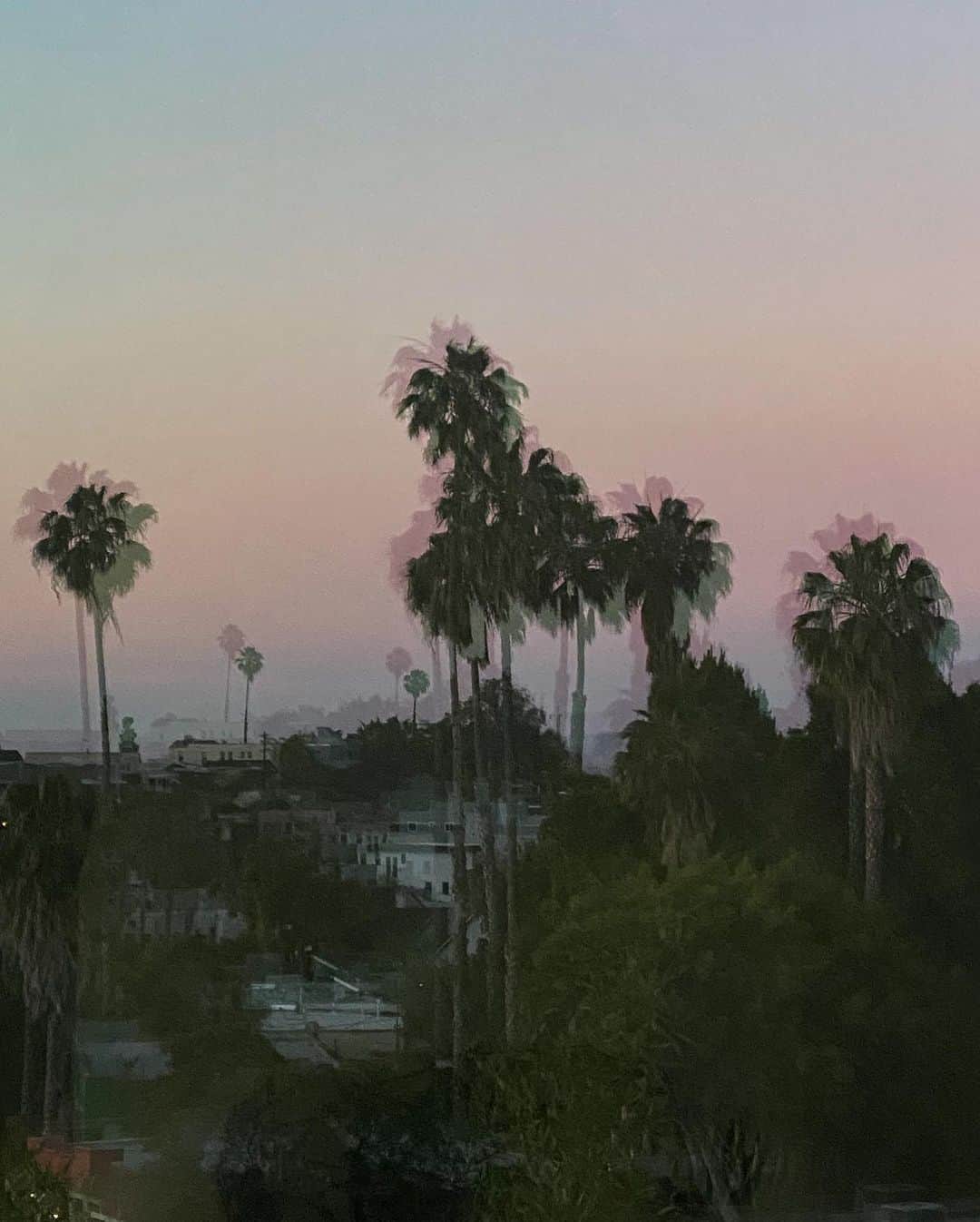 のインスタグラム：「A postcard from my balcony 🌴 I love the reflection of these beautiful palm trees in my window.」