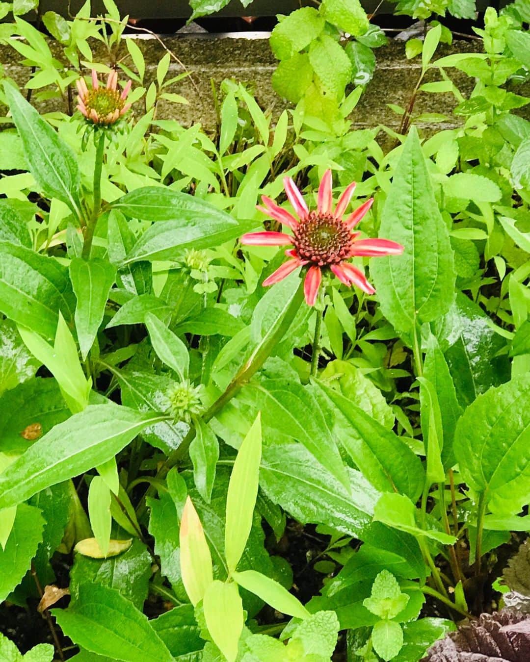 キャシー中島さんのインスタグラム写真 - (キャシー中島Instagram)「* 今日は雨の1日でした。 ハルコは雨が降っていても屋上の庭にいきたがります。 ハルコにとってはこんな小さな庭でもワンダーランドなんですね。 傘をさして雨をピチャピチャしていました。 あまりにも楽しそうなので少し遊ばせました。  ピカケの花が咲いたのに雨に打たれて花をいくつか落としています。 それでも蕾がたくさんついているので、これから次々と咲いてくれると思います。 お風呂場の横のベランダに置いてあるピカケも花をつけています。 しばらくはいい香りをプレゼントしてくれそうです。 なかなか行けないハワイを思い出す香りです🏝」6月13日 20時16分 - official_kathynakajima