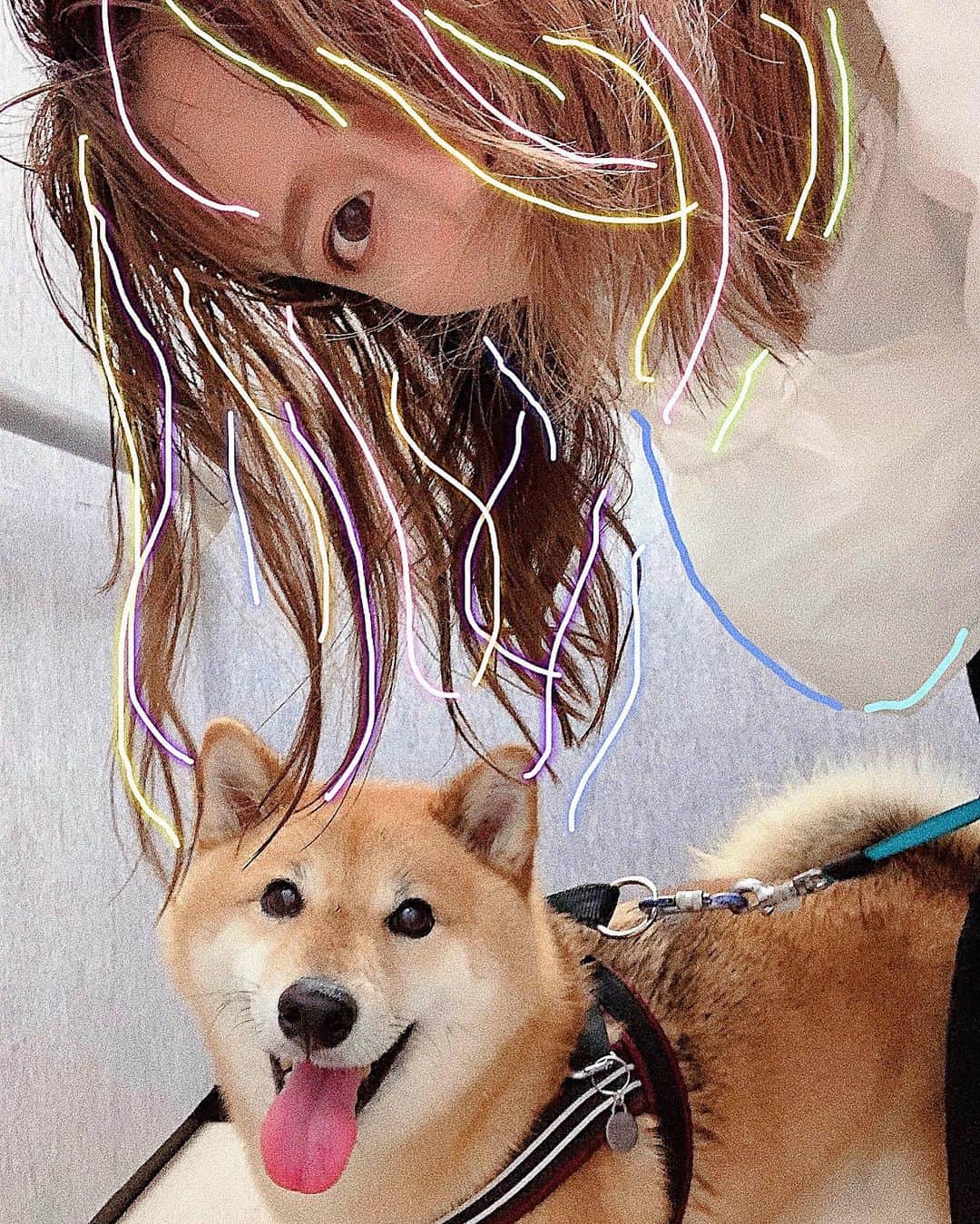 井上志帆子さんのインスタグラム写真 - (井上志帆子Instagram)「雨☂️と戦うフジと飼い主。 そして、いろんな柴ちゃん⭐︎ 2枚目はご近所の柴友🐕かわいい。ほっぺもちもちモフモフ。癒される〜 そして、ひっさしぶりのドッグランで会った柴ちゃん達。 めちゃくちゃ良い表情なので載せます。 仲間に入りきれてないフジもどうぞ💁🏽‍♀️ #柴犬#しばいぬ#shibainu#しばすたぐらむ #柴犬ふじ#shibastagram #柴犬を崇めよ #柴犬はいいぞ#日本犬#shiba」6月13日 20時16分 - shiriko0316