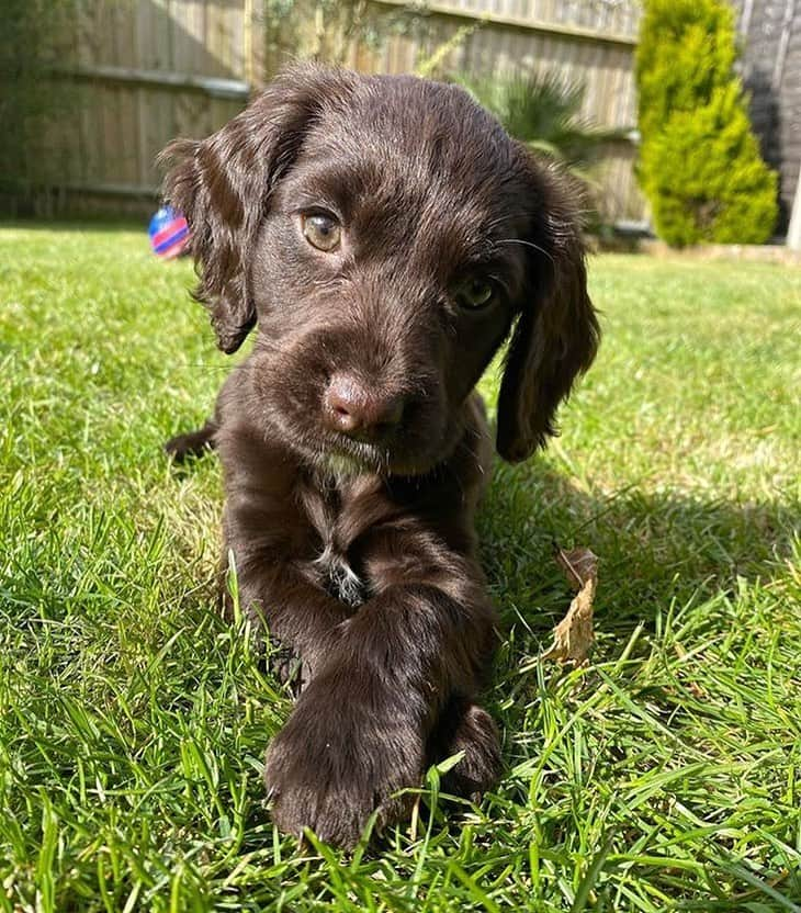 animals.coのインスタグラム：「9 weeks old 🐶 | Photography by @winnietheworkingcockerspaniel」