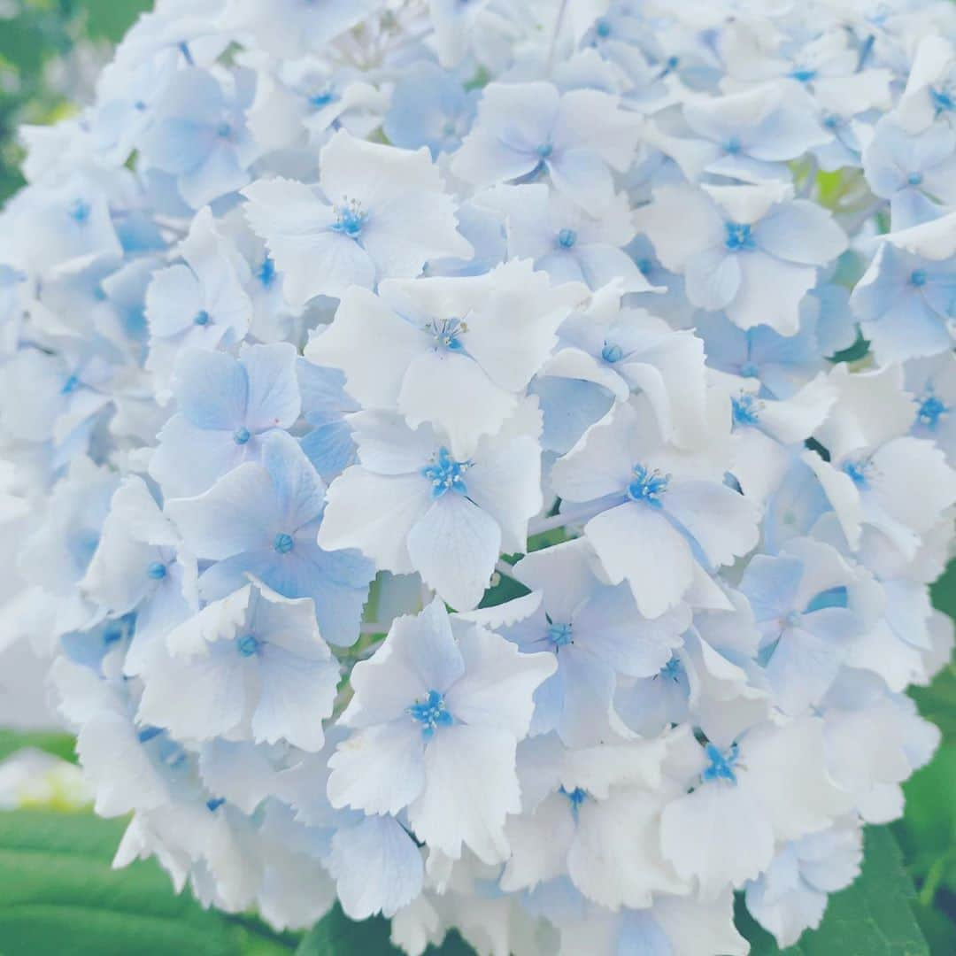 伊藤彩沙さんのインスタグラム写真 - (伊藤彩沙Instagram)「💠紫陽花コレクション💠」6月13日 20時26分 - ayasacream