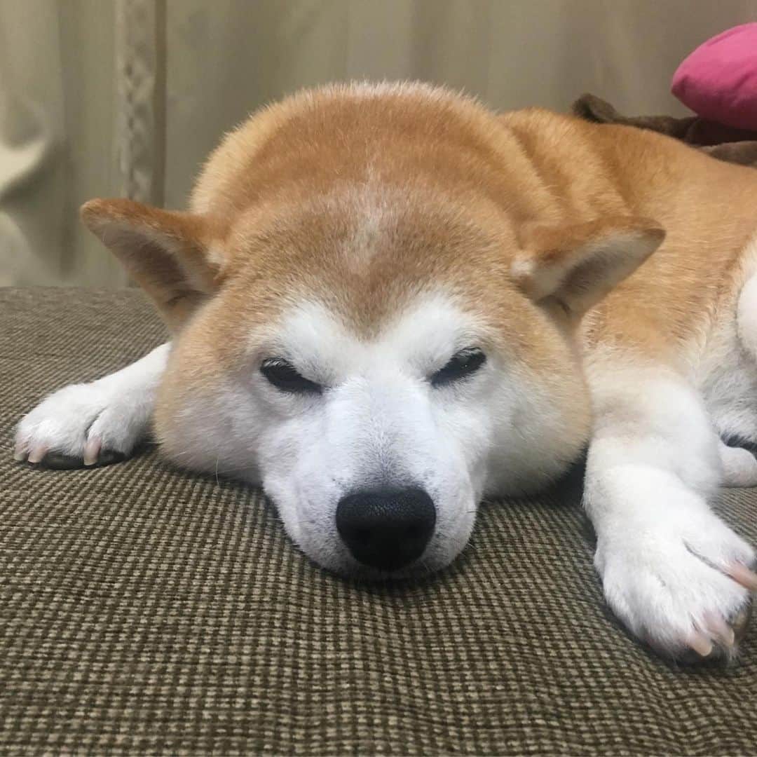 HALFBYのインスタグラム：「睡魔と戦ってます」
