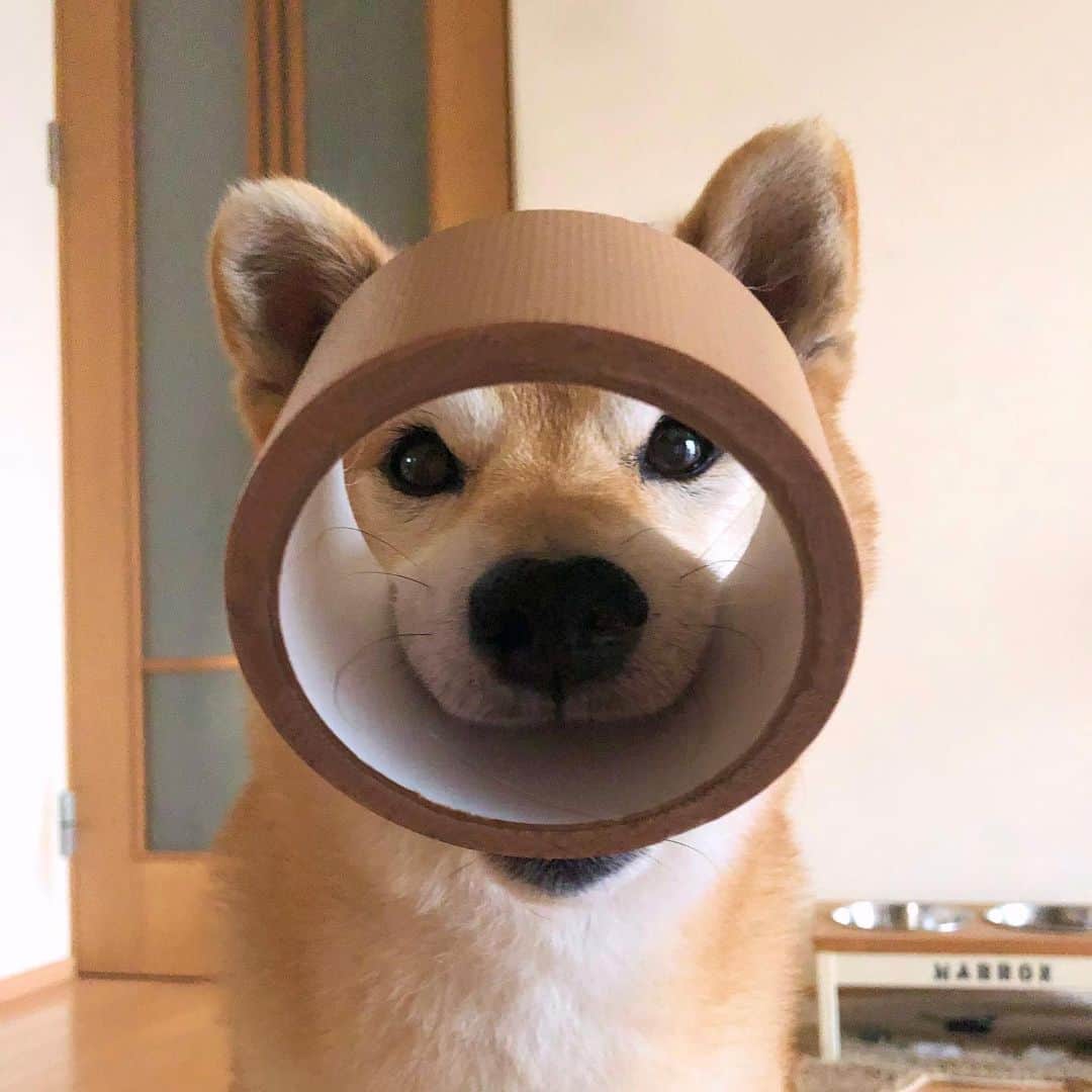 マロたんのインスタグラム：「これ落ちてましたけどー？ #shiba #shibainu #weeklyfluff」