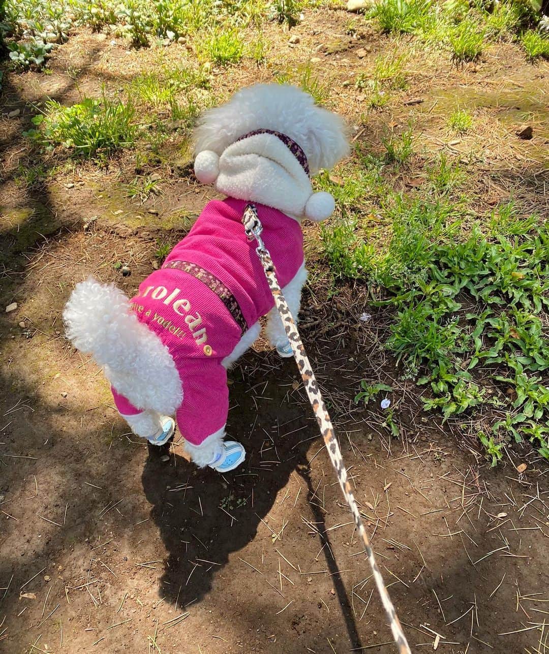 伊藤千凪海のインスタグラム：「ひさしぶりにお外に出られたね🐶﻿ ﻿ ﻿ ﻿ ﻿ #愛犬 #トイプードル #散歩」