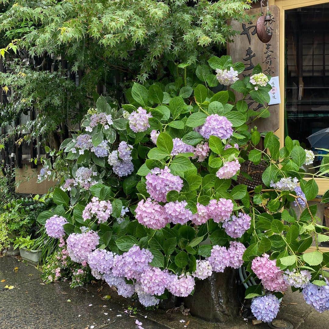 やまとや（城崎温泉)さんのインスタグラム写真 - (やまとや（城崎温泉)Instagram)「営業再開して、2度目の週末となりました。 梅雨に入り大雨となってますが、紫陽花には雨が似合いますね☔️ 昨年は、新聞に取り上げていただきましたが、 今年は、数日前にテレビのスタッフさんが、「梅雨入りのインサートに使わせてください」と撮影に来られました🎥 もう放送されたのかな？？ ご自由に記念撮影してくださいね📸  #城崎温泉 #城崎インスタ #城崎フォトスポット #城崎温泉やまとや #城崎温泉大和屋 #kinosakionsen」6月13日 12時04分 - yamatoya2018