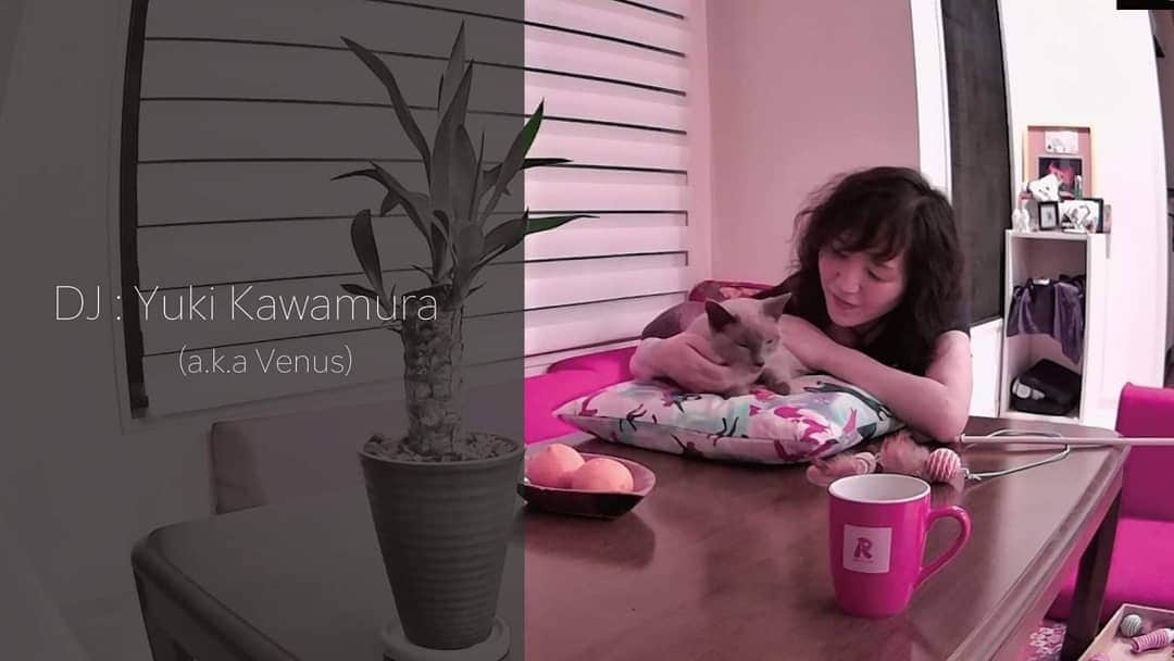 川村由紀さんのインスタグラム写真 - (川村由紀Instagram)「猫のサーカス君と部屋でチルしながら、マッタリと選曲する動画シリーズを始めました。  Venus Room -猫と私 2020.06.13- https://youtu.be/-_gICMzrbIg」6月13日 12時04分 - yukikawamura821