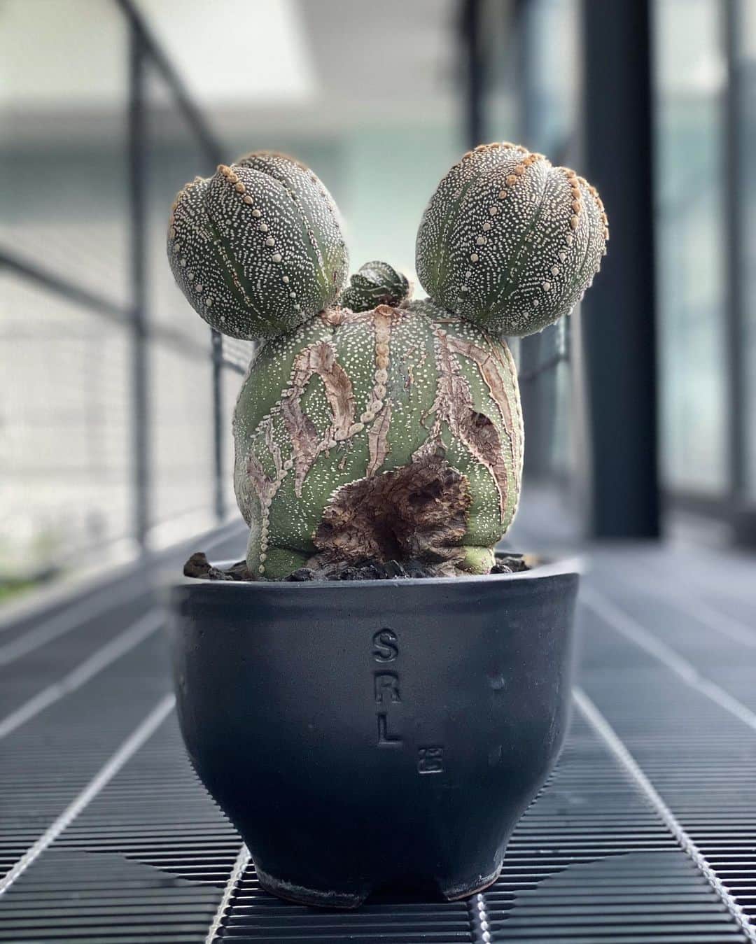 のインスタグラム：「🌵👻🌵 #Astrophytum #cactus  @srl_tokyo」