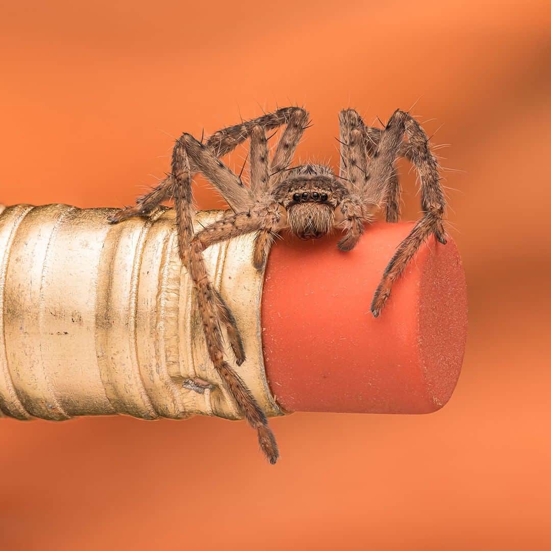 Nikon Australiaさんのインスタグラム写真 - (Nikon AustraliaInstagram)「"Some important tools to carry in your camera bag are 1 x matchstick and 1 x pencil.  Why: matchsticks are great for small guys like jumping spiders and the pencil is great for bigger guys like baby Huntsman Spiders. Images like these are a true test of persistence and patience for a macro photographer." - @nightfall_photography  Camera: Nikon Z 50 with FTZ adapter Lens: AF-S VR Micro-Nikkor 105mm f/2.8G IF-ED Settings: 105mm | f/14 | 1/160sec | ISO 100 Diffused Flash: Nikon SB-700 Speed Light  #Nikon #MyNikonLife #NikonAustralia #NikonZ50 #Z50 #MacroPhotography #Spiders」6月13日 13時00分 - nikonaustralia