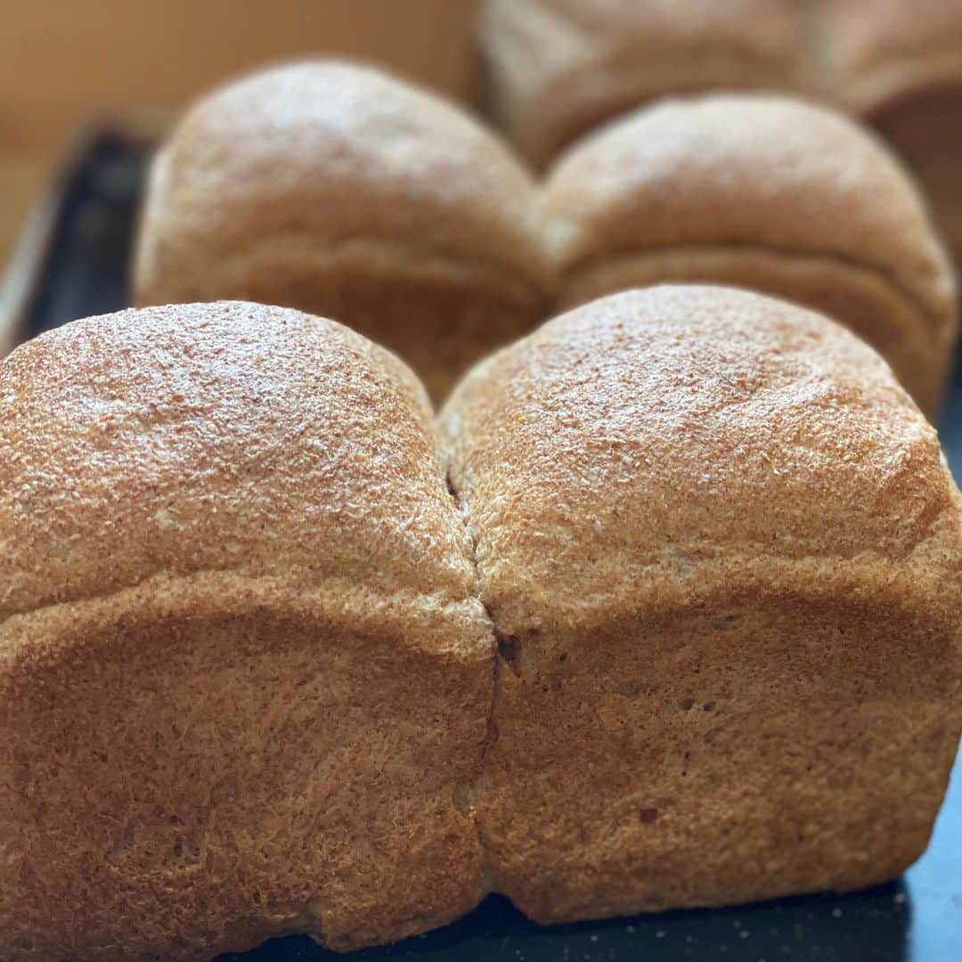 魔女菅原さんのインスタグラム写真 - (魔女菅原Instagram)「#ブラン　 #ブラン山食  小麦ふすまが体にいいことは知っていてもふすまパンは匂いや食感が気になって…という方が多いと思います。 このブラン山食は日東富士製粉さんが開発したいブランサワーのおかげで食べやすく美味しく体にいいパンです☺️。砂糖の代わりに蜂蜜を使っているので非常にしっとりしています。  #盛岡　#盛岡パン　#盛岡パン屋 #自家製天然酵母のパン屋さんカンパーニュ  #魔女菅原」6月13日 12時53分 - hatsuyosugawara