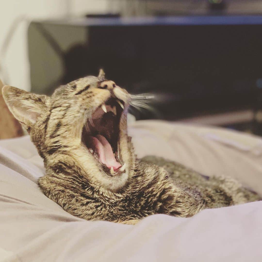 こしじまとしこのインスタグラム：「🐈 #人をダメにするソファ  #猫をダメにするソファ #無印良品」