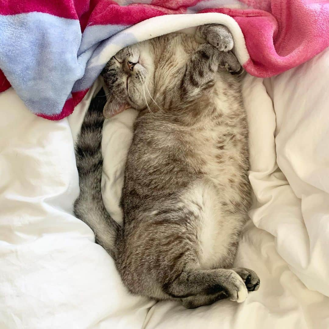 nala_catさんのインスタグラム写真 - (nala_catInstagram)「My Friday night 😆 What are you guys doing tonight? #love」6月13日 13時39分 - nala_cat