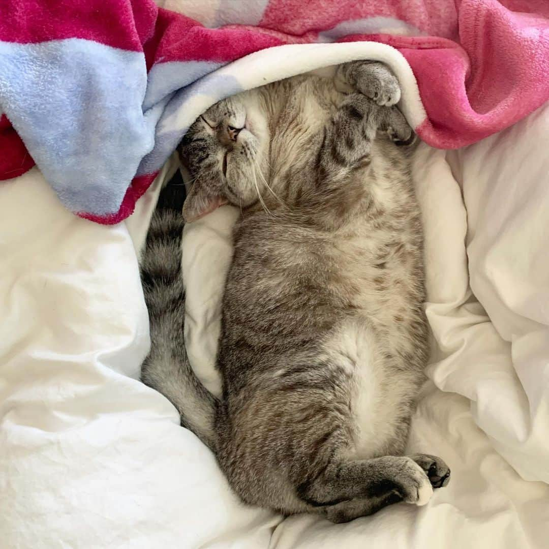 nala_catさんのインスタグラム写真 - (nala_catInstagram)「My Friday night 😆 What are you guys doing tonight? #love」6月13日 13時39分 - nala_cat