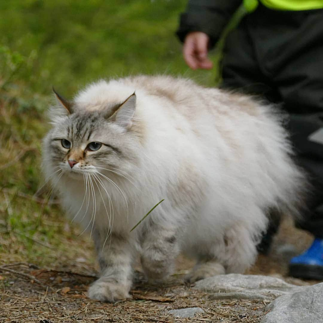 Floraさんのインスタグラム写真 - (FloraInstagram)「Bodyguard mode activated 😹#cat#igcutest_animals #cat_features #cutepetclub #fluffypack #katt #bestmeow  #weeklyfluff #meow #AnimalAddicts #kittycat #cat #cats #kitten #kittens #kawaii #instacat #calico #neko #winter #snow #2020 #sibiriskkatt #siberiancat」6月13日 13時41分 - fantasticflora