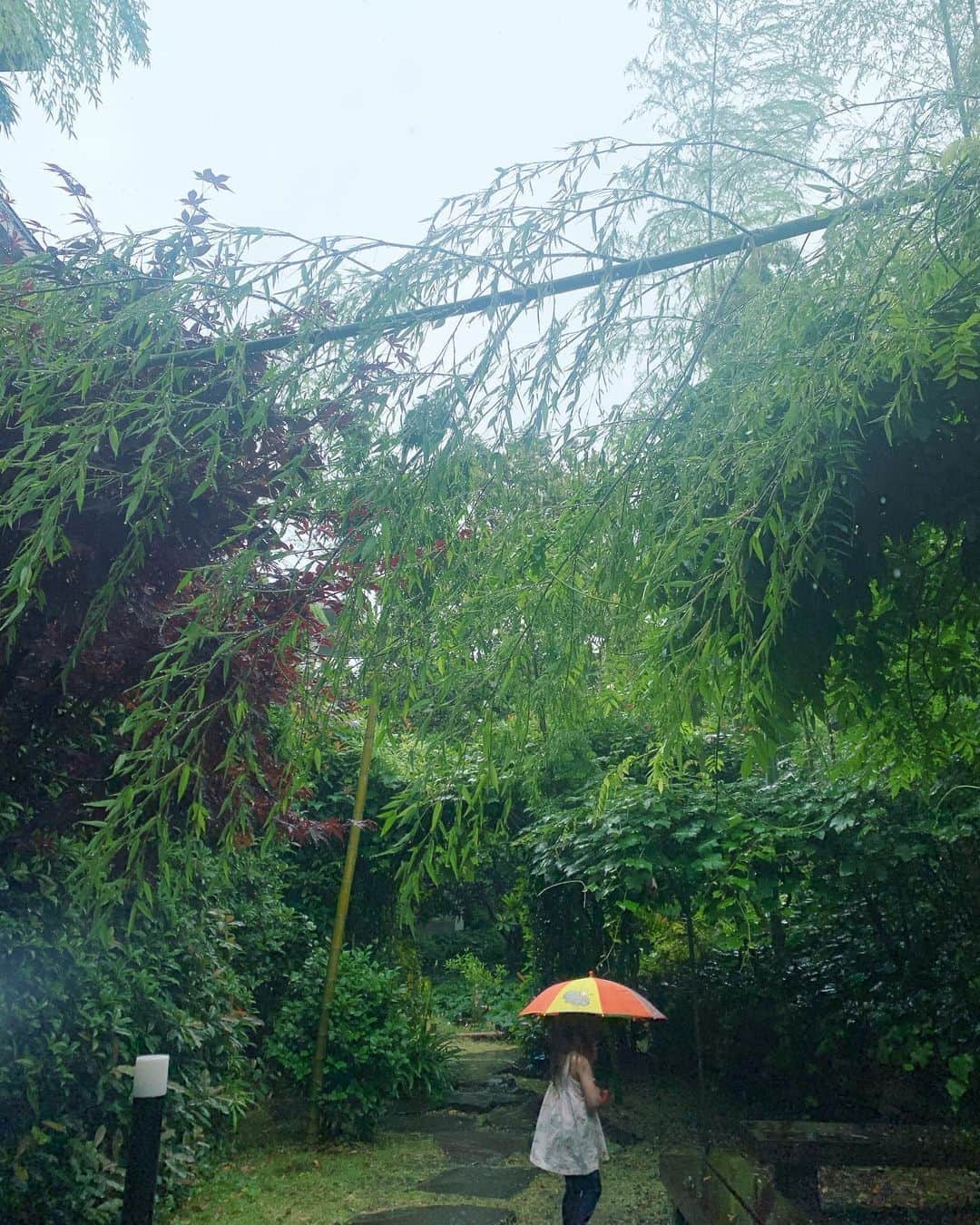 坂本美雨さんのインスタグラム写真 - (坂本美雨Instagram)「先日の強風で折れた若い竹。 葉の先からしずくがポタポタうつくしい。 . #今日のなまこちゃん  #4歳10ヶ月」6月13日 14時14分 - miu_sakamoto