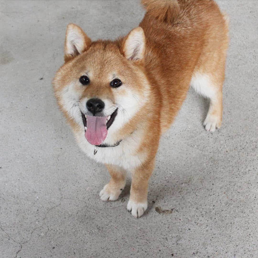 柴犬たま Shibainu Tamaのインスタグラム