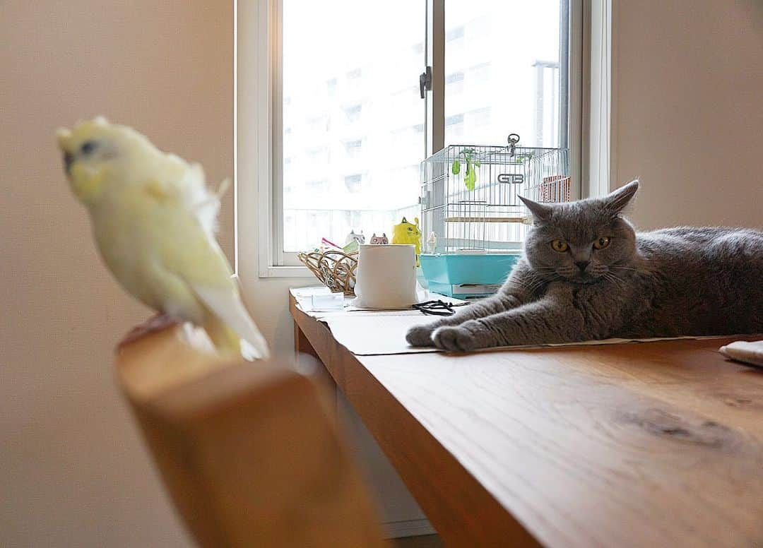 Nico & Tabu with MAYUMI KATOさんのインスタグラム写真 - (Nico & Tabu with MAYUMI KATOInstagram)「ぽぽたんの放鳥タイムの新聞紙の上がお気に入りのタブはずっとぽぽたんの監視中👮‍♀️. . ぽぽは1日中自由にしていてもあまりこのエリア以上に冒険しないしほとんどお家の中で過ごすStayhome大好きいんこ🐥. . . #羽衣インコ  #猫とインコ  #いんこ  #birdgram  #budgie  #britishshorthair #bsh #britishshorthairsmile  #cat #bluecat #catstagram #catsofworld #catsofinstagram #cats_of_instagram  #world_kawaii_cat #instagramcat #catlover #ブリティッシュショートヘア #ブリショー #ねこ部 #ペコねこ部 #みんねこ#にゃんすたぐらむ #猫山商事 #ブリ商会 #関東にゃんこ部 #多頭飼い #インコスタグラム #インコ好きさんと繋がりたい #猫好きさんと繋がりたい」6月13日 14時32分 - mayuekkip