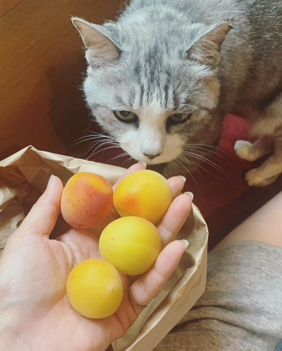 坂本美雨さんのインスタグラム写真 - (坂本美雨Instagram)「梅が届いたー！ @bamboocut の〈梅子〉セットで 今年初めて梅を漬けてみる。 完熟で届いた紀州の梅は、すでに梅酒や梅ジュースの香りがしてドキドキするー！ このままかじりたい… . . #サバ美」6月13日 14時37分 - miu_sakamoto