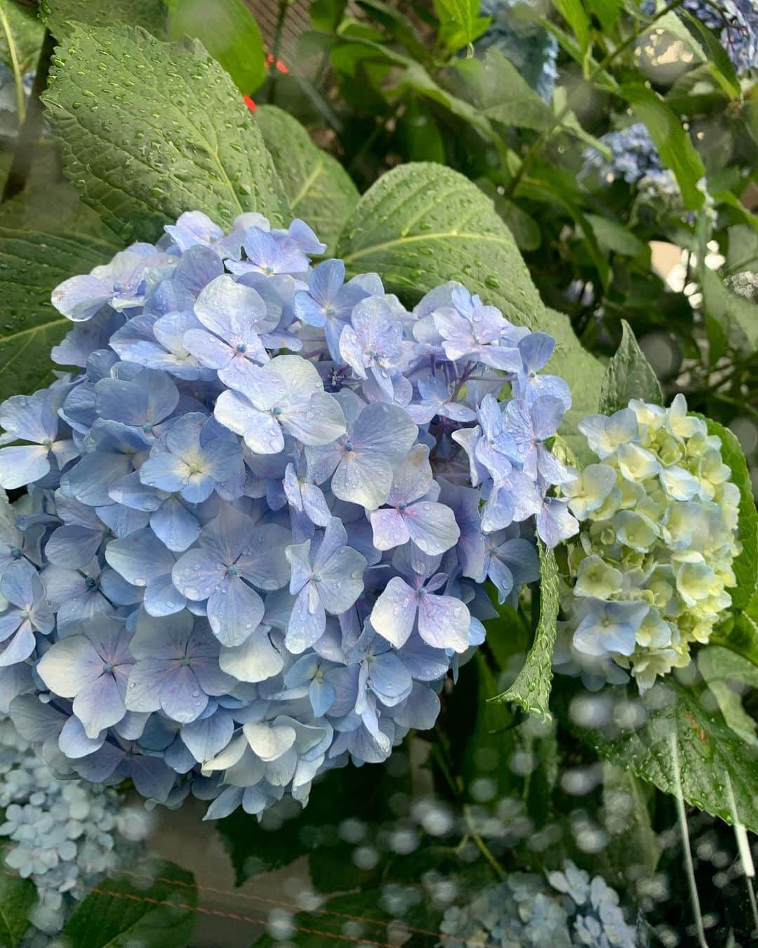 清水由紀さんのインスタグラム写真 - (清水由紀Instagram)「雨の日☔️ .  #紫陽花 #あじさい #hydrangea」6月13日 14時56分 - shimizu_yuki_official_