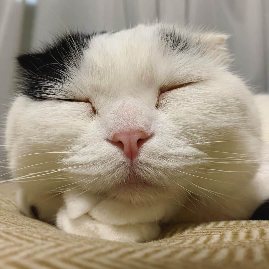 マロニーのインスタグラム：「マロニー＜いいアゴ置きをみつけマロニー😼 （手の上に手を乗せて、その上に顎を乗せております。さすがのあざとさです、マロニーさん。笑） #マシュマロマロニー　#ネコ　#猫 #cat #scottishfold #ねこ　#スコティッシュフォールド　#マロニー　#あざとい」