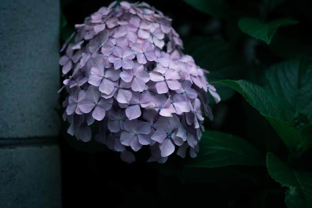 莎奈 のインスタグラム：「久々に写真。 四月が終わって五月が終わって、梅雨が来てしまった。もう今年も半分らしい。 顔を見合わせる日はいつになるのかな。 * #industar61 #α7iii #紫陽花」