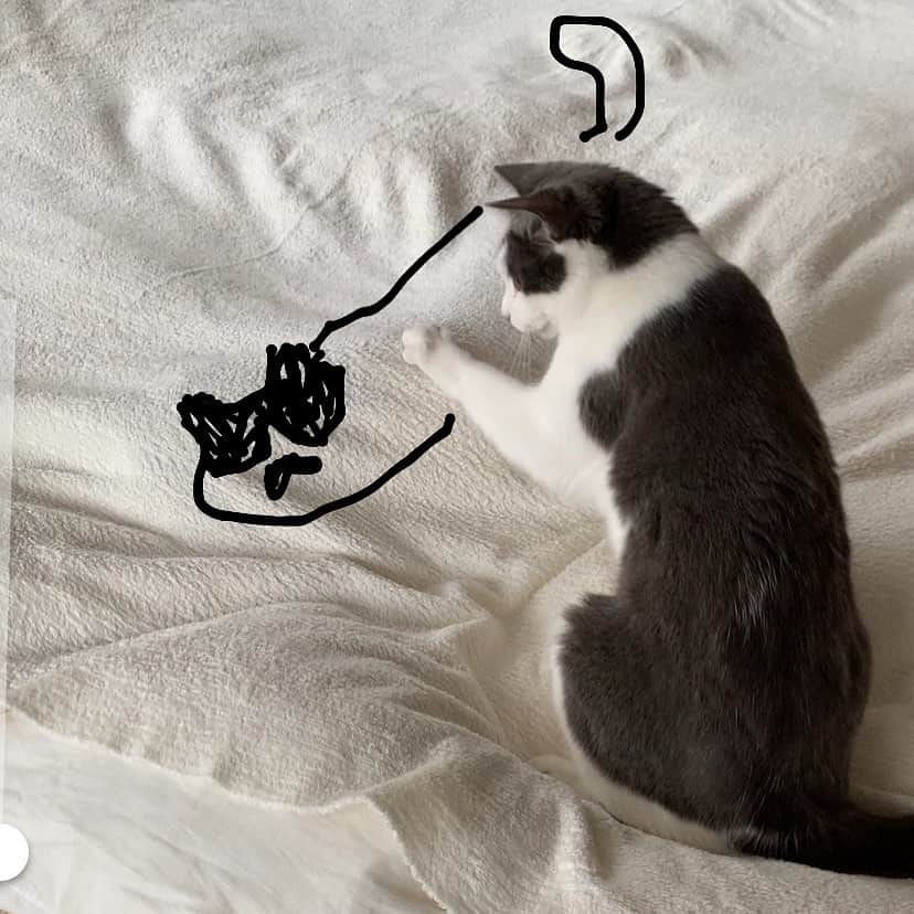 猫ラボさんのインスタグラム写真 - (猫ラボInstagram)「押すと下にいる蘭丸がしっぽをパタパタするのを見て楽しむ遊び」6月13日 15時21分 - nekolabo